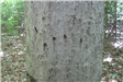 Bear Claw Scars in a Beech Tree at Community Forest