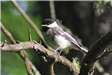 Black-capped Chickadee