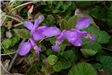 Fringed Polygala