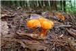 Orange Mushrooms