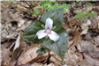 Painted Trillium at Hamlin