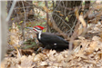 Pileated Woodpecker