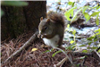 Red Squirrel