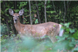 White-tailed Deer