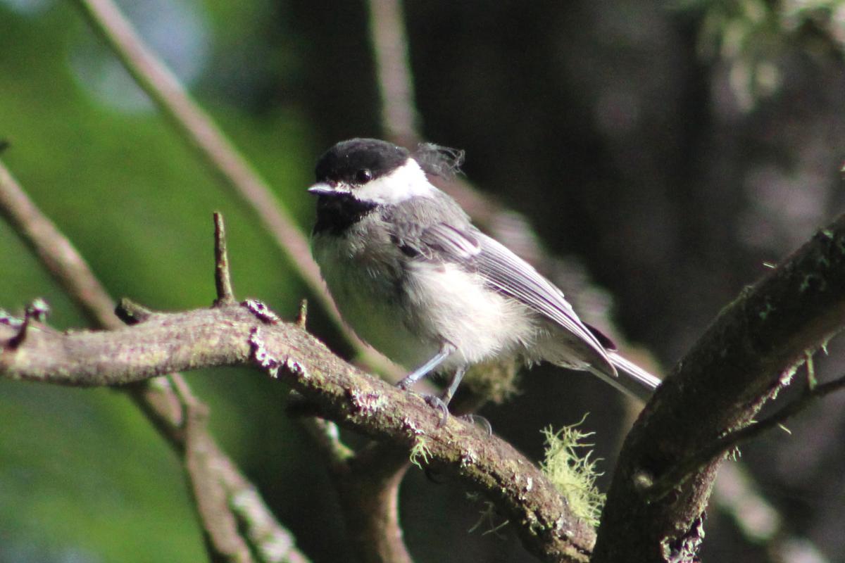 Black-capped Chickadee