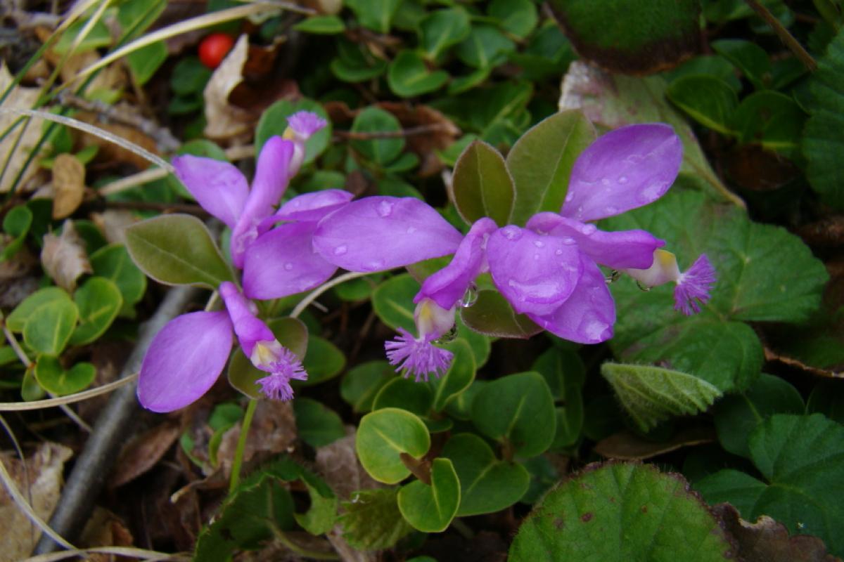 Fringed Polygala