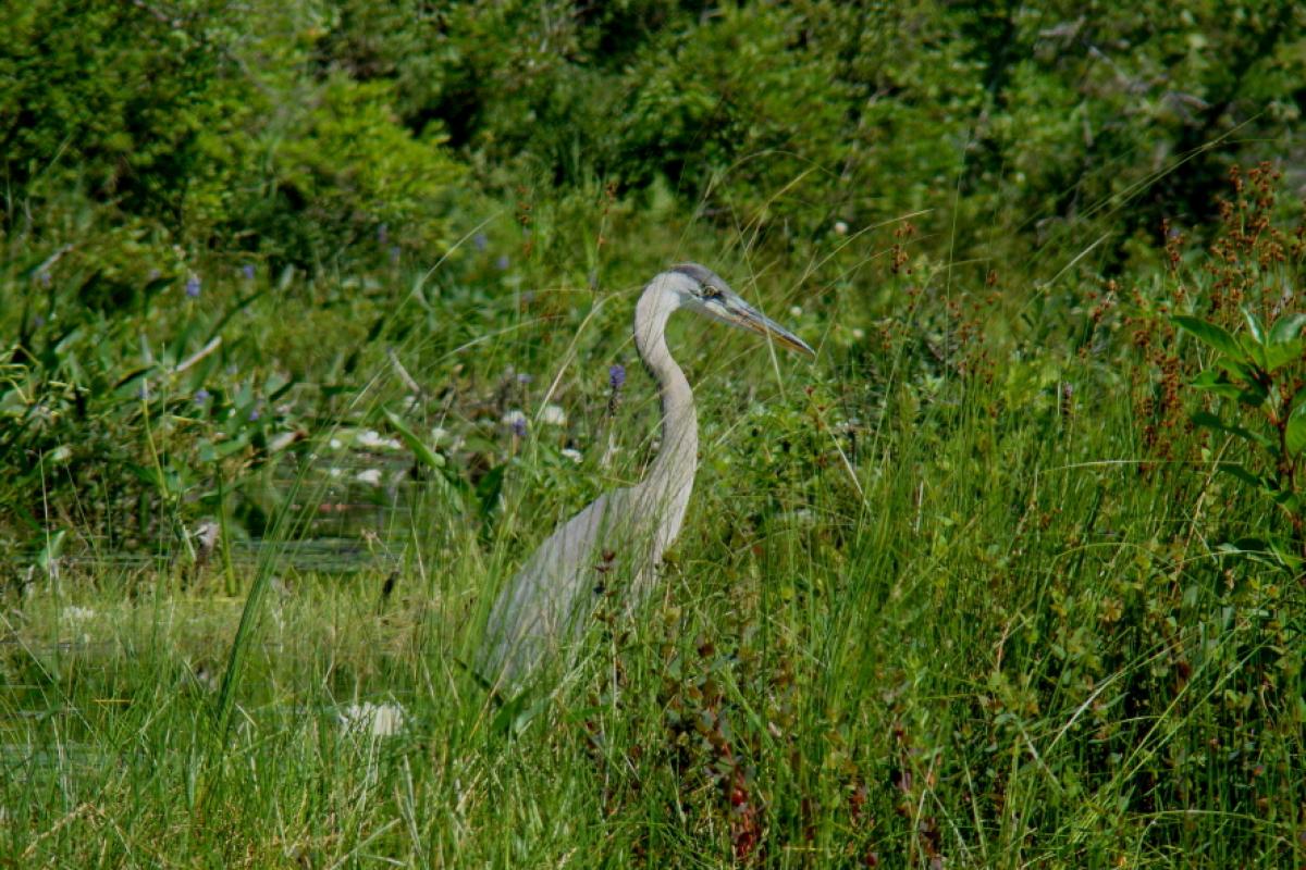 Great Blue Heron