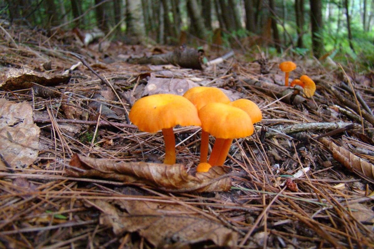 Orange Mushrooms