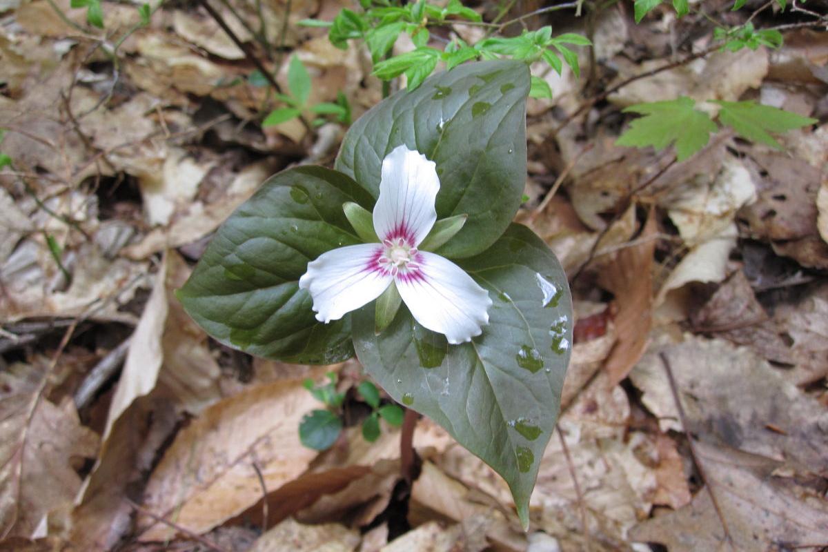 Painted Trillium at Hamlin