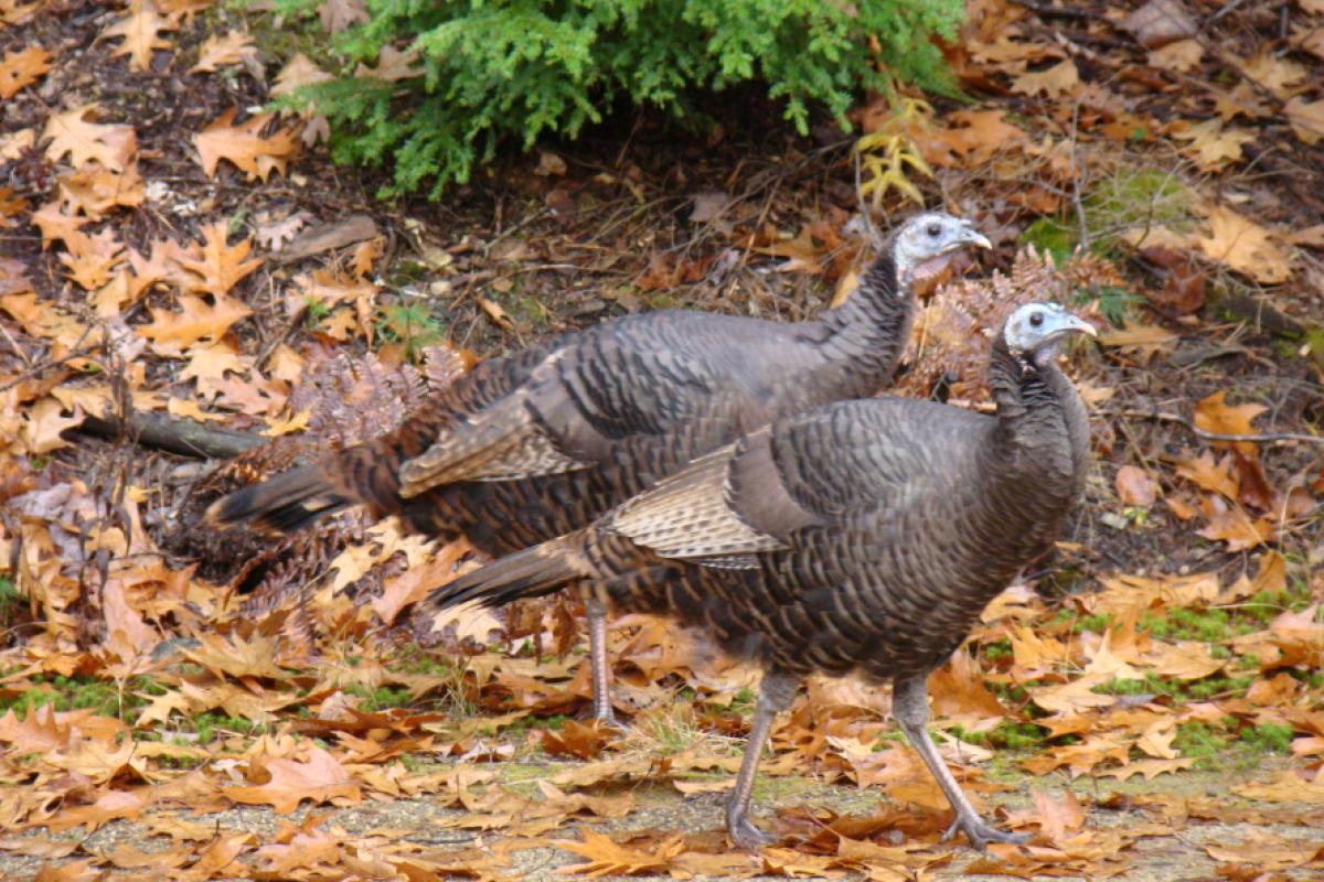Two Turkeys